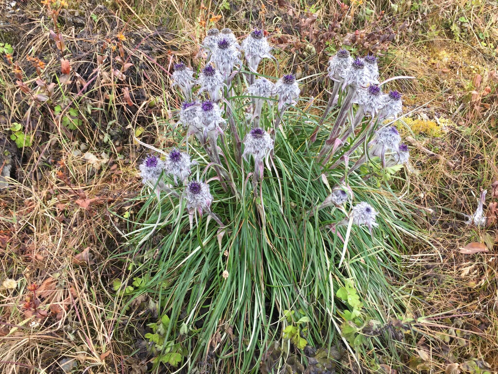 Image of Saussurea graminifolia Wall.