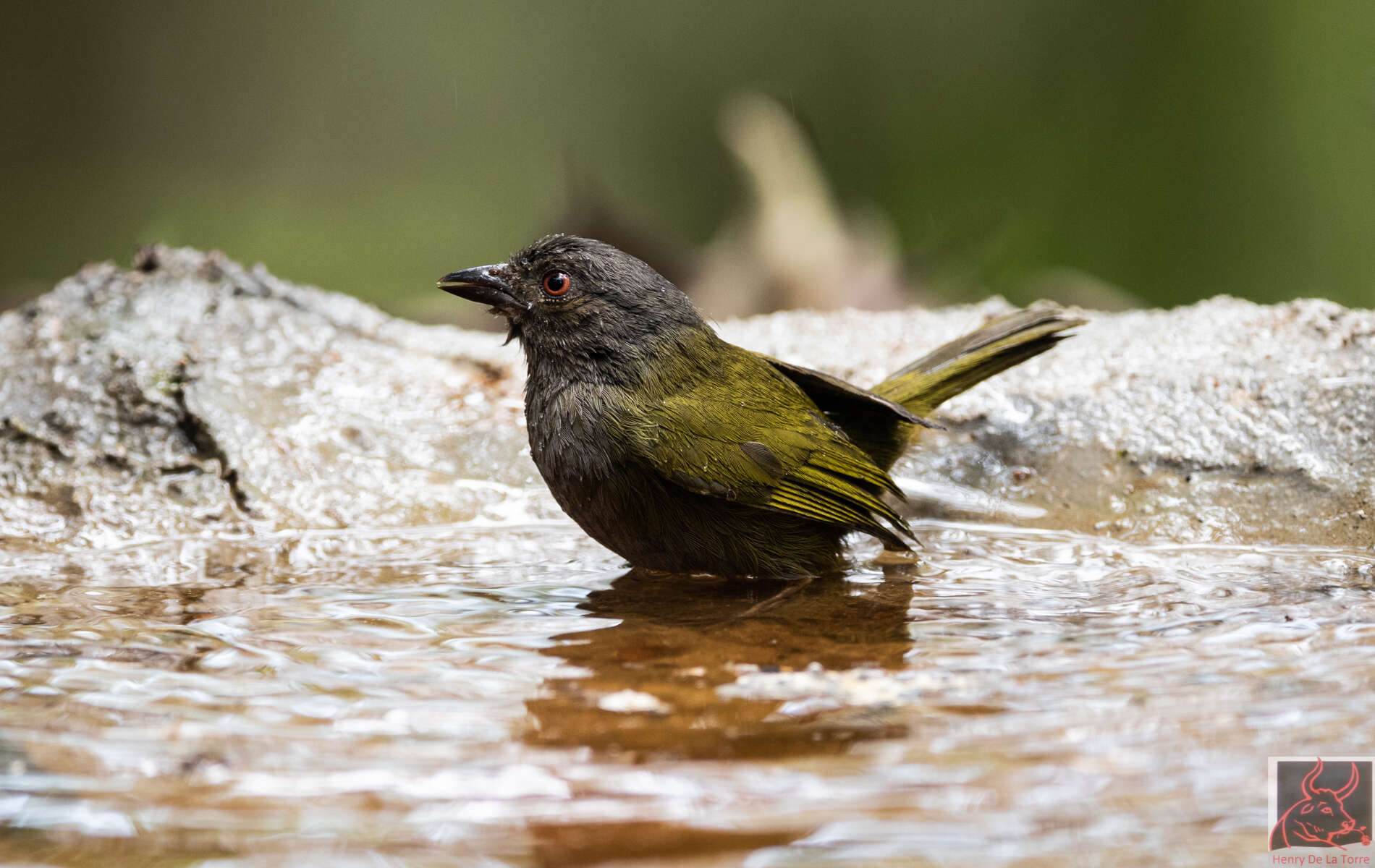 Image of Dusky Bush Tanager