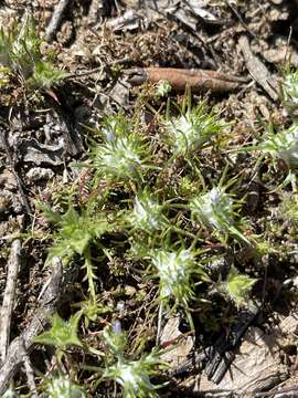 Image de Eriastrum abramsii (Elmer) Mason