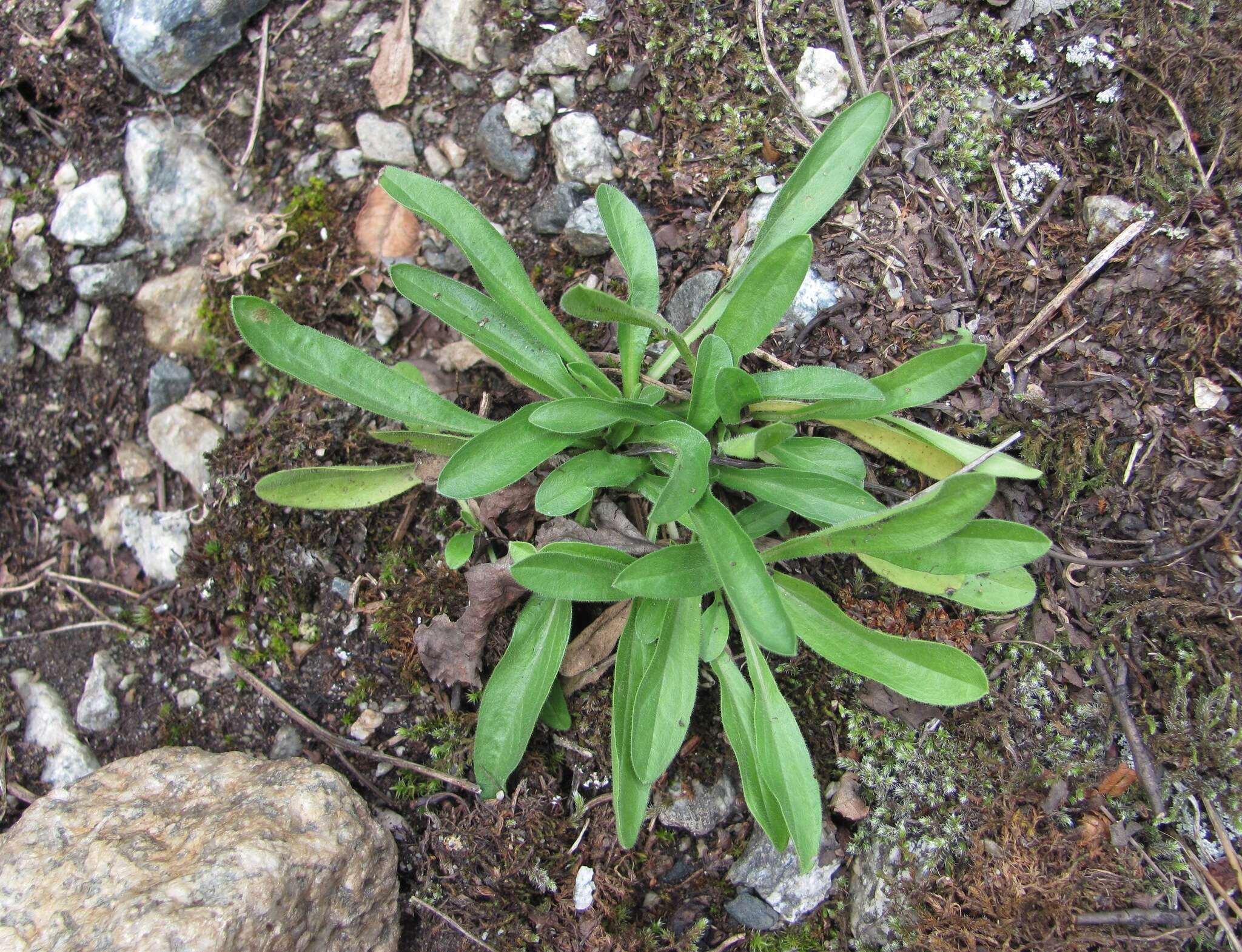 Image de Erigeron caucasicus Stev.