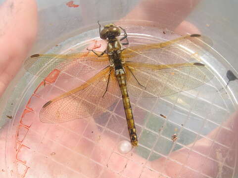 Image of Red-veined Meadowhawk