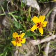 Image of Bidens bicolor Greenm.