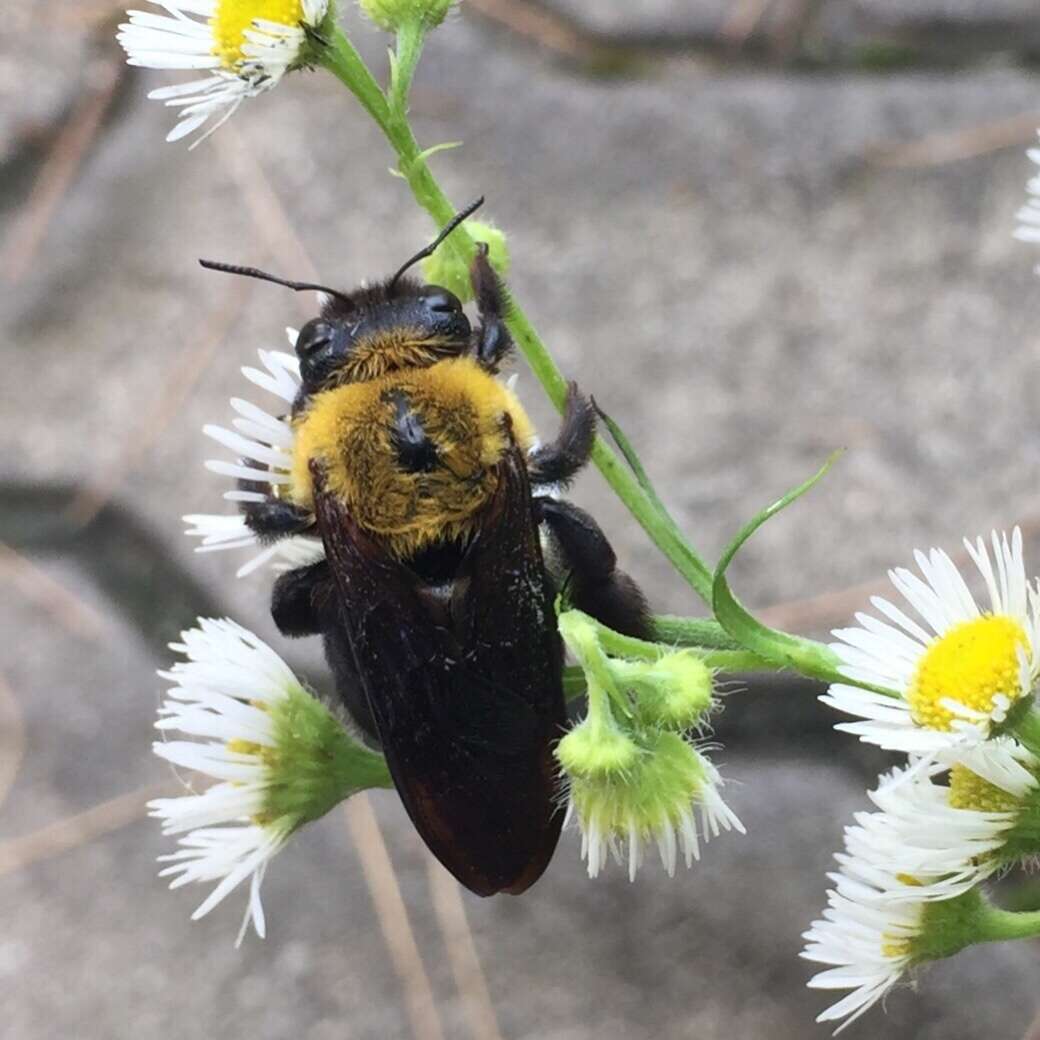 Imagem de Xylocopa appendiculata Smith 1852