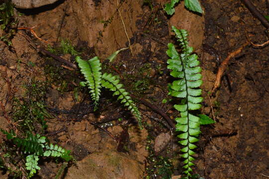 Image of Hymenasplenium adiantifrons (Hayata) Viane & S. Y. Dong