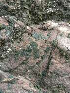 Image of Waterside rockshag lichen