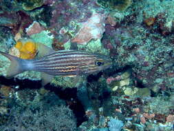 Image of Large toothed cardinalfish