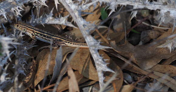 Plancia ëd Acanthodactylus lineomaculatus Duméril & Bibron 1839