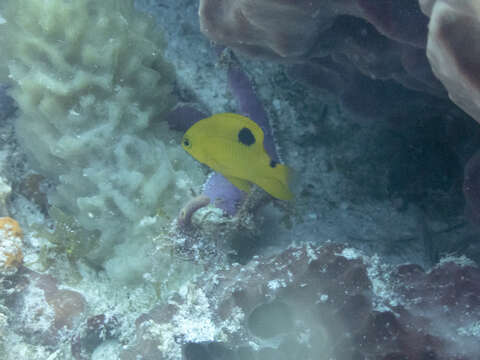 Image of Threespot Damselfish