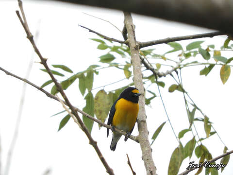 Euphonia minuta Cabanis 1849的圖片