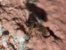 Image of Hyalochilus ovatulus (Costa & A. 1855)