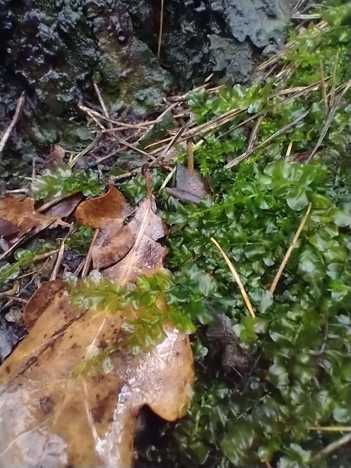 Image of many-fruited thyme-moss