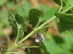 Image of Glechoma hirsuta Waldst. & Kit.