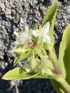 Image of succulent spiderwort