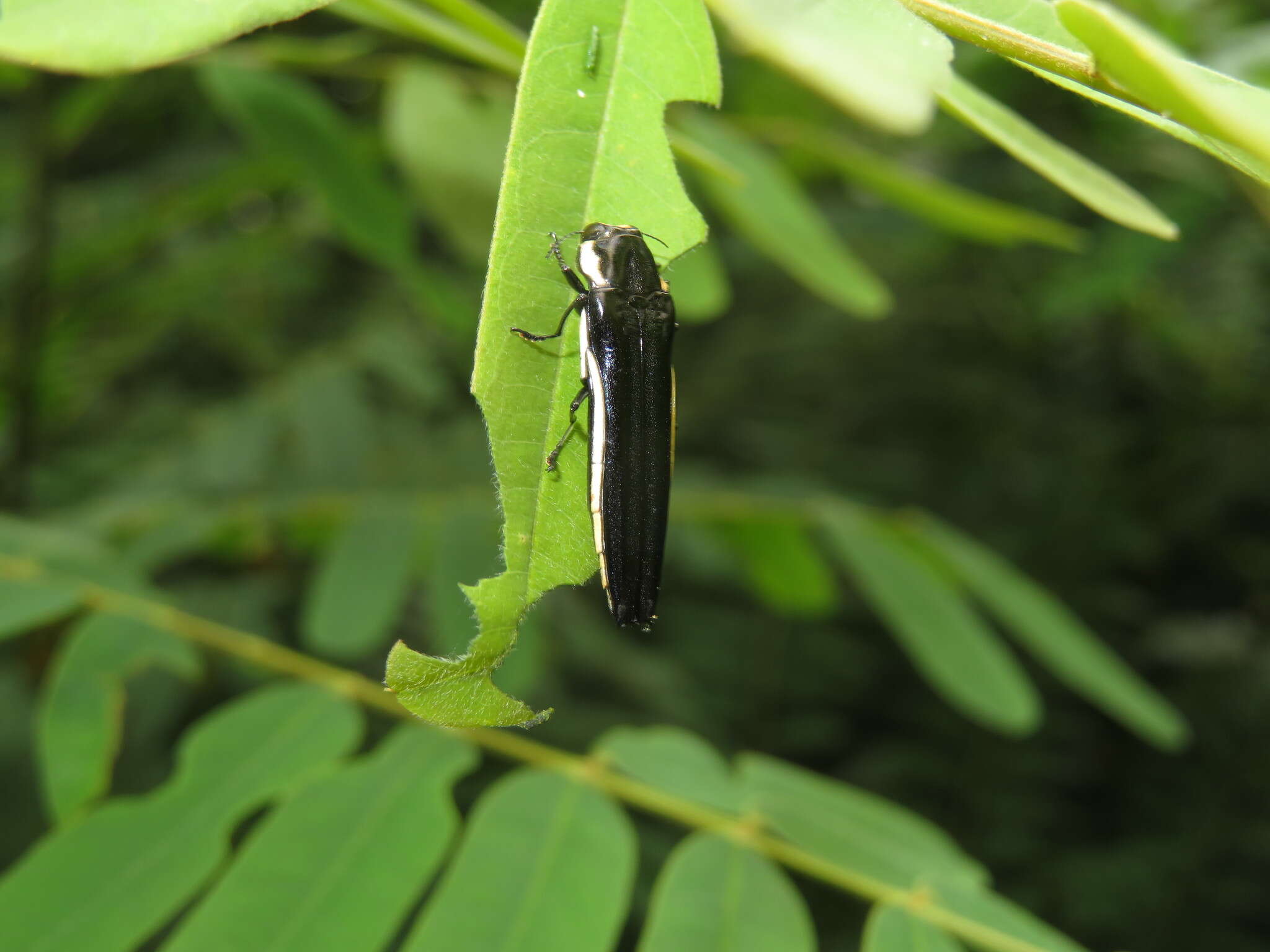 Image de Agrilus xantholomus (Dalman 1823)