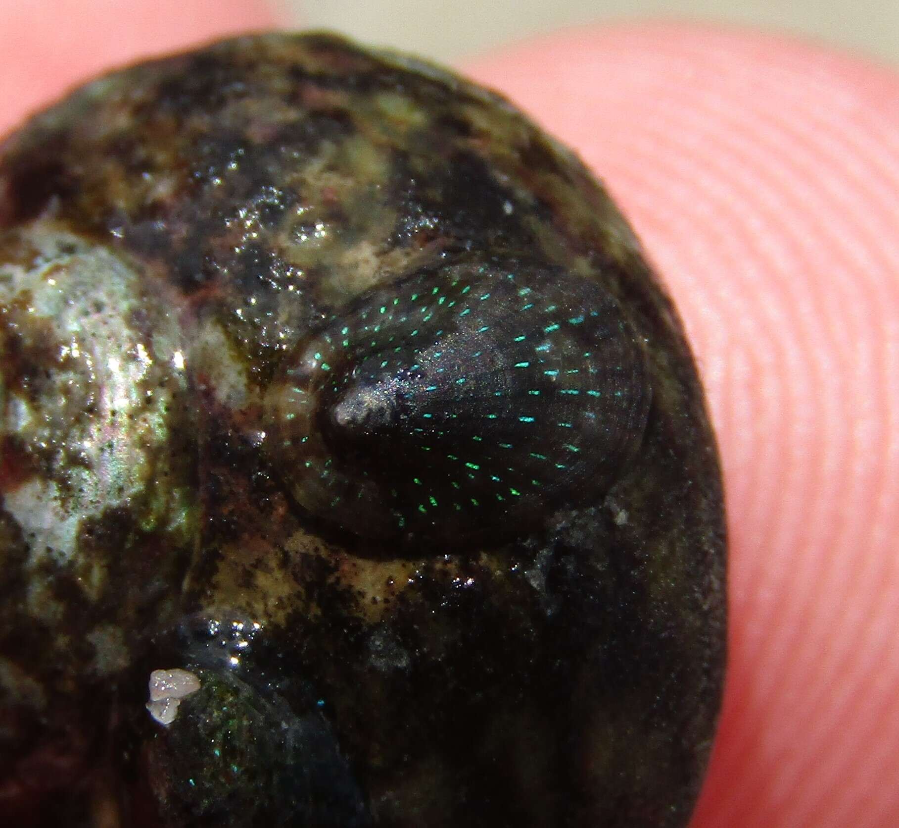 Image of rayed limpet