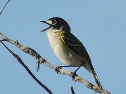 Слика од Vireo atricapilla Woodhouse 1852