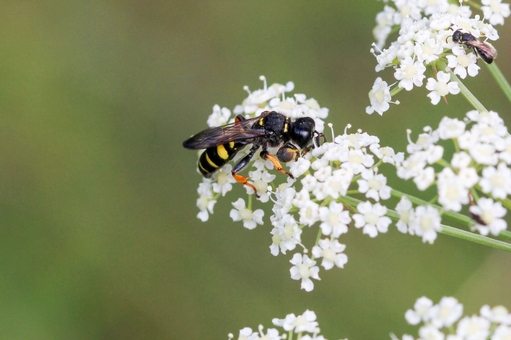 Image of Crabro cribrarius (Linnaeus 1758)