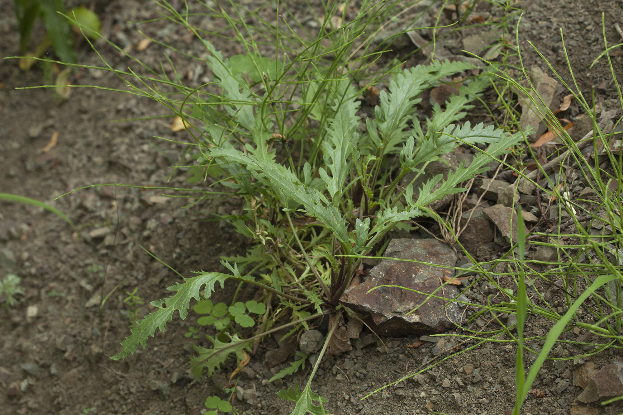 Image of Veronica schmidtiana Regel