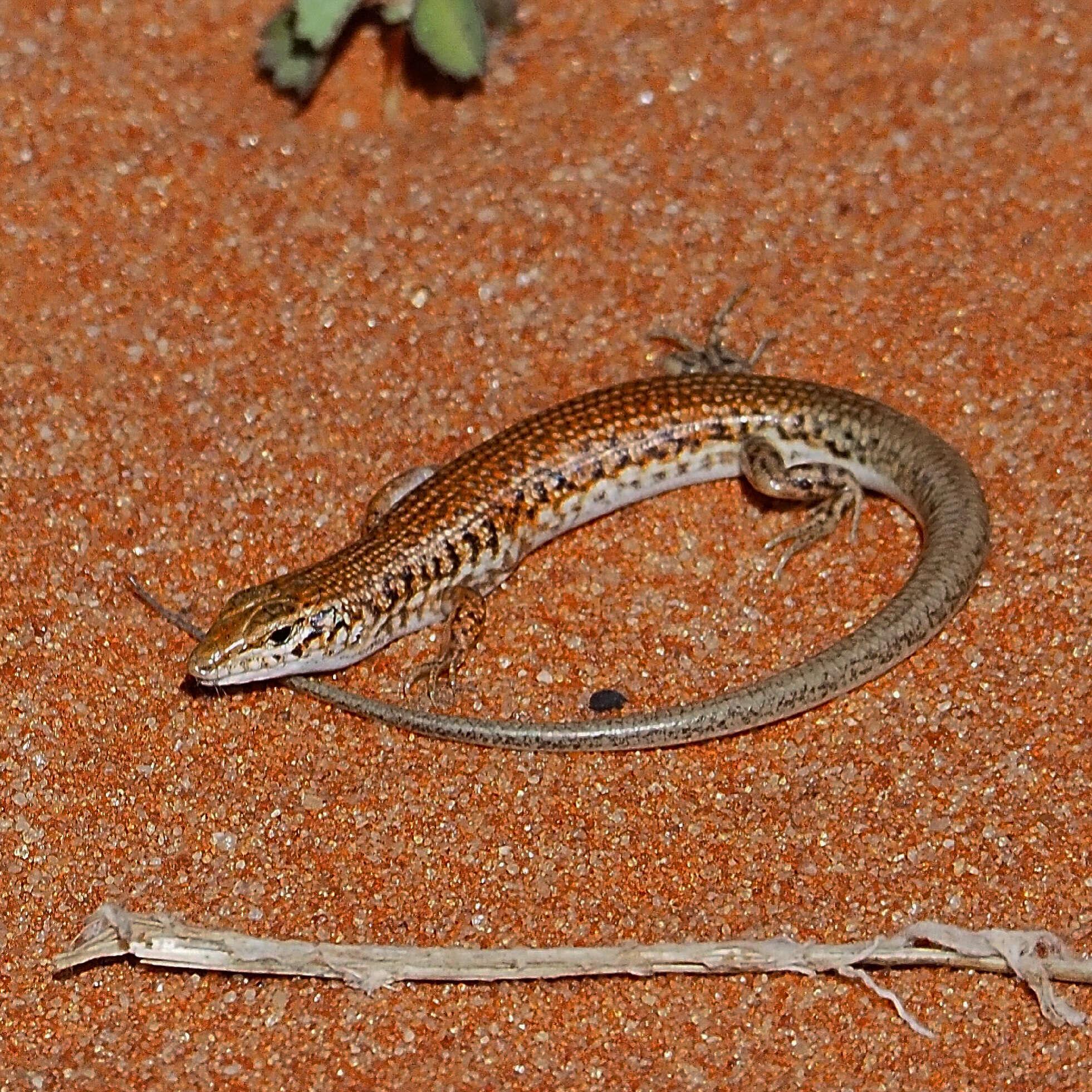 Image of Ctenotus taeniatus (Mitchell 1949)