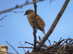 Image of Pale Baywing