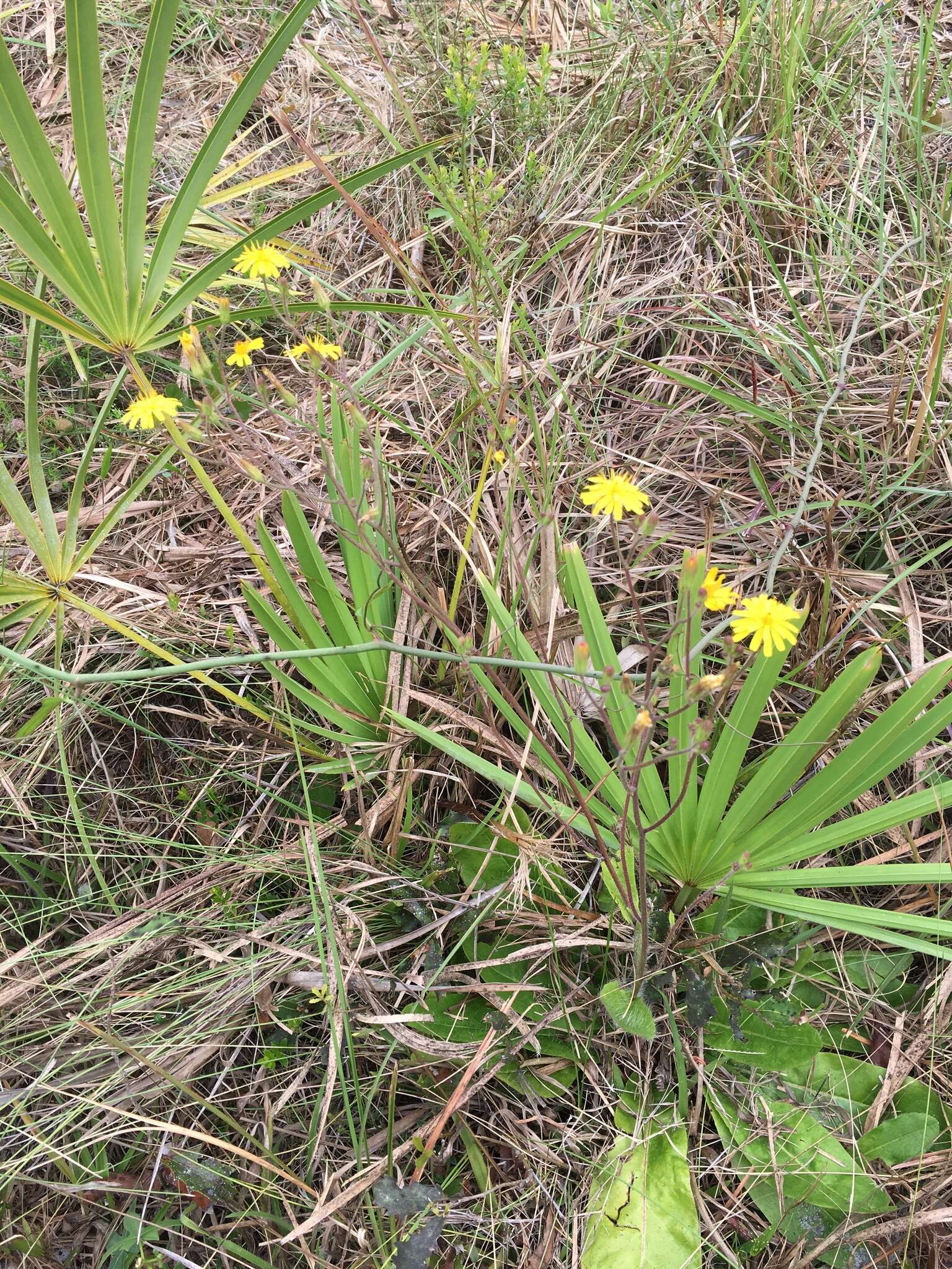 Image of Hieracium megacephalum Nash