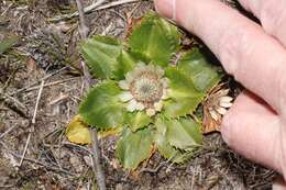 Image de Eryngium humile Cav.