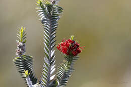 Image of Melaleuca velutina (Turcz.) Craven & R. D. Edwards