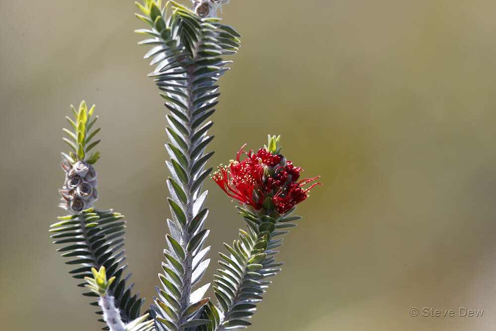 Image of Melaleuca velutina (Turcz.) Craven & R. D. Edwards