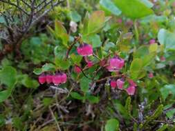 Image of dwarf bilberry