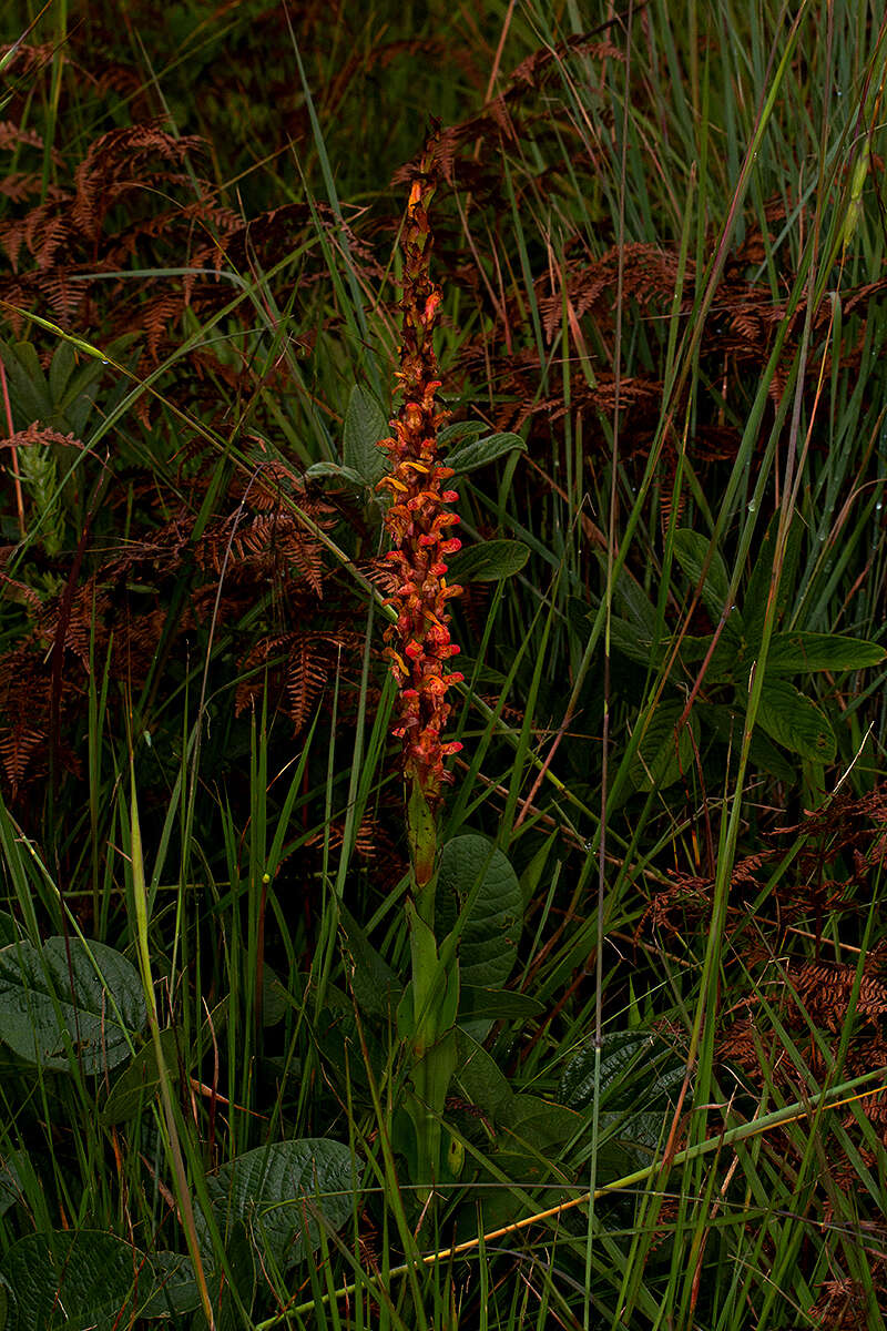 Sivun Disa satyriopsis Kraenzl. kuva