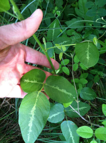 Image of Tweedy's ticktrefoil