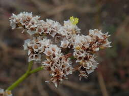 Imagem de Limonium sinense (Girard) Kuntze