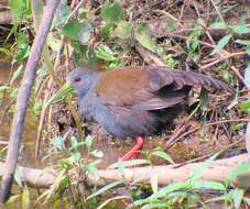 Image of Blackish Rail