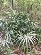 Image of rhapidophyllum