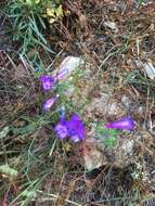 Image of bunchleaf penstemon