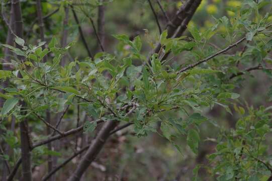 Heteromorpha arborescens (Thunb.) Cham. & Schltdl.的圖片