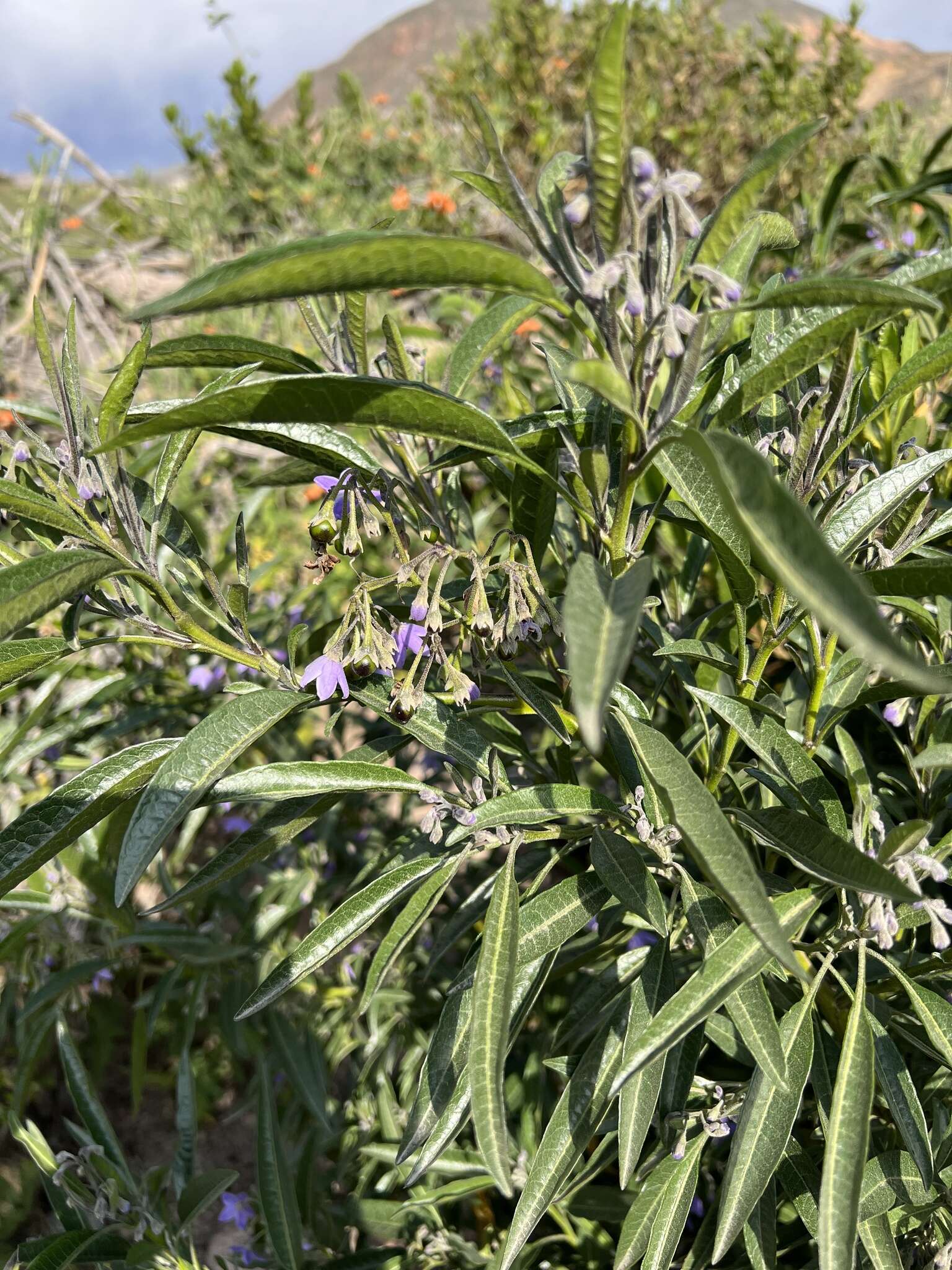 Image of Solanum nitidum Ruiz & Pav.