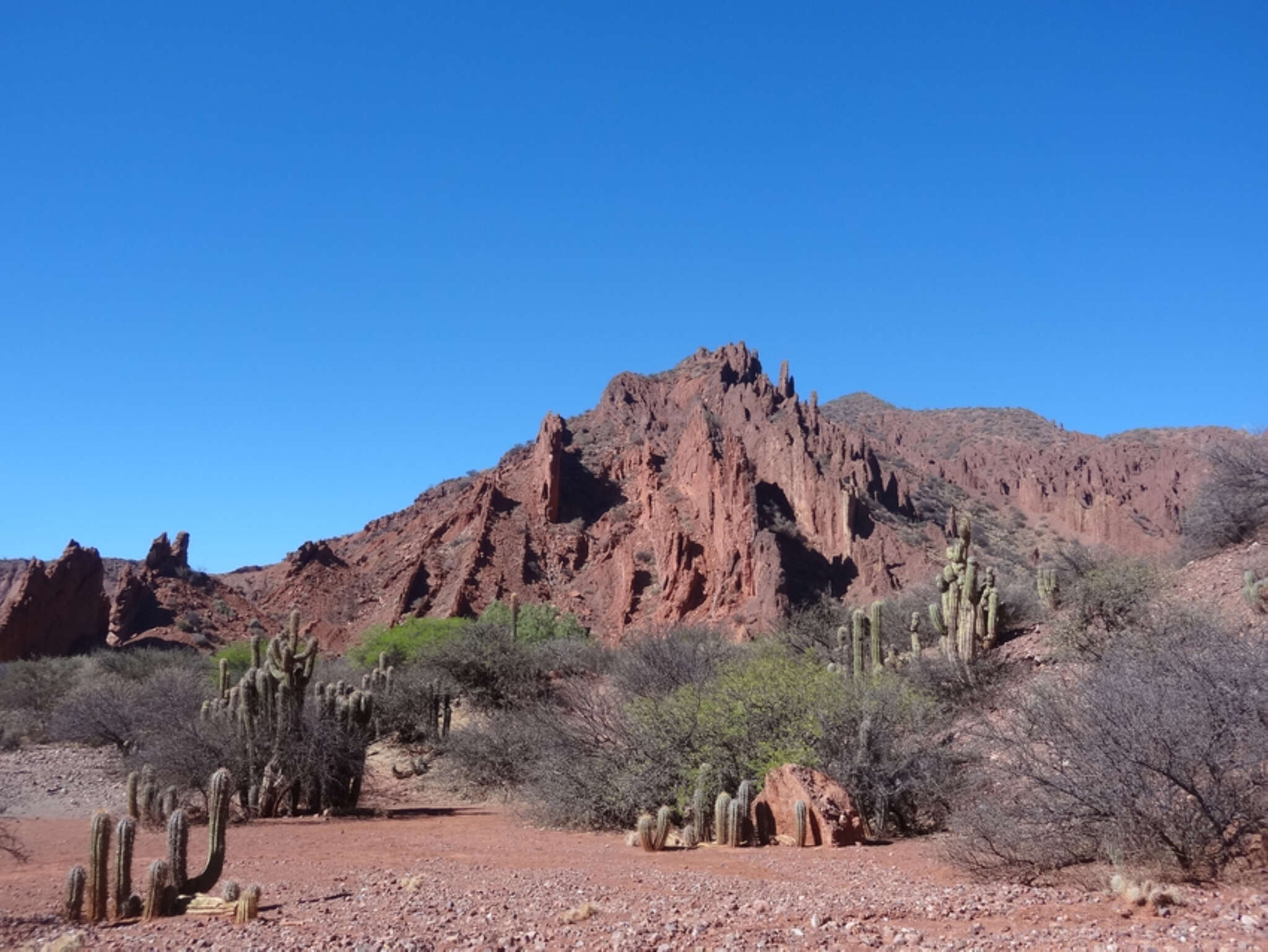 Image of Trichocereus tacaquirensis