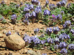 Image de Trigonella rotundifolia (Sm.) Strid