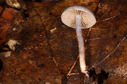 Image of Cortinarius perviolaceus Murrill 1946