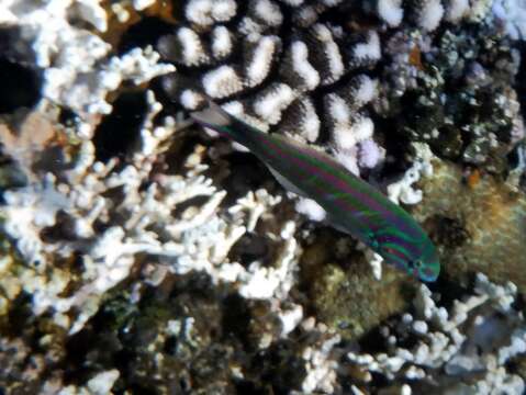 Image of Five striped surge wrasse