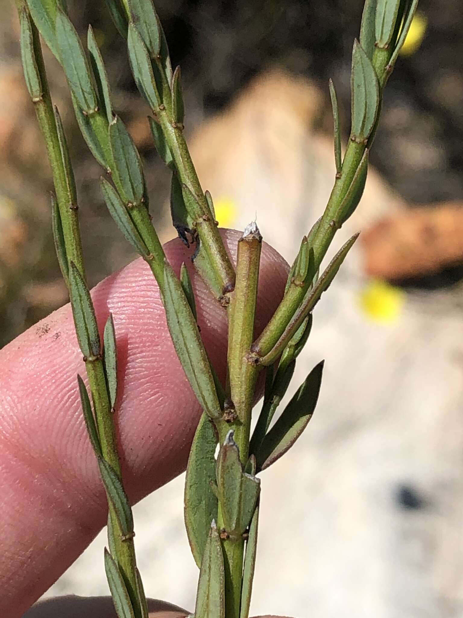 Plancia ëd Linum africanum L.