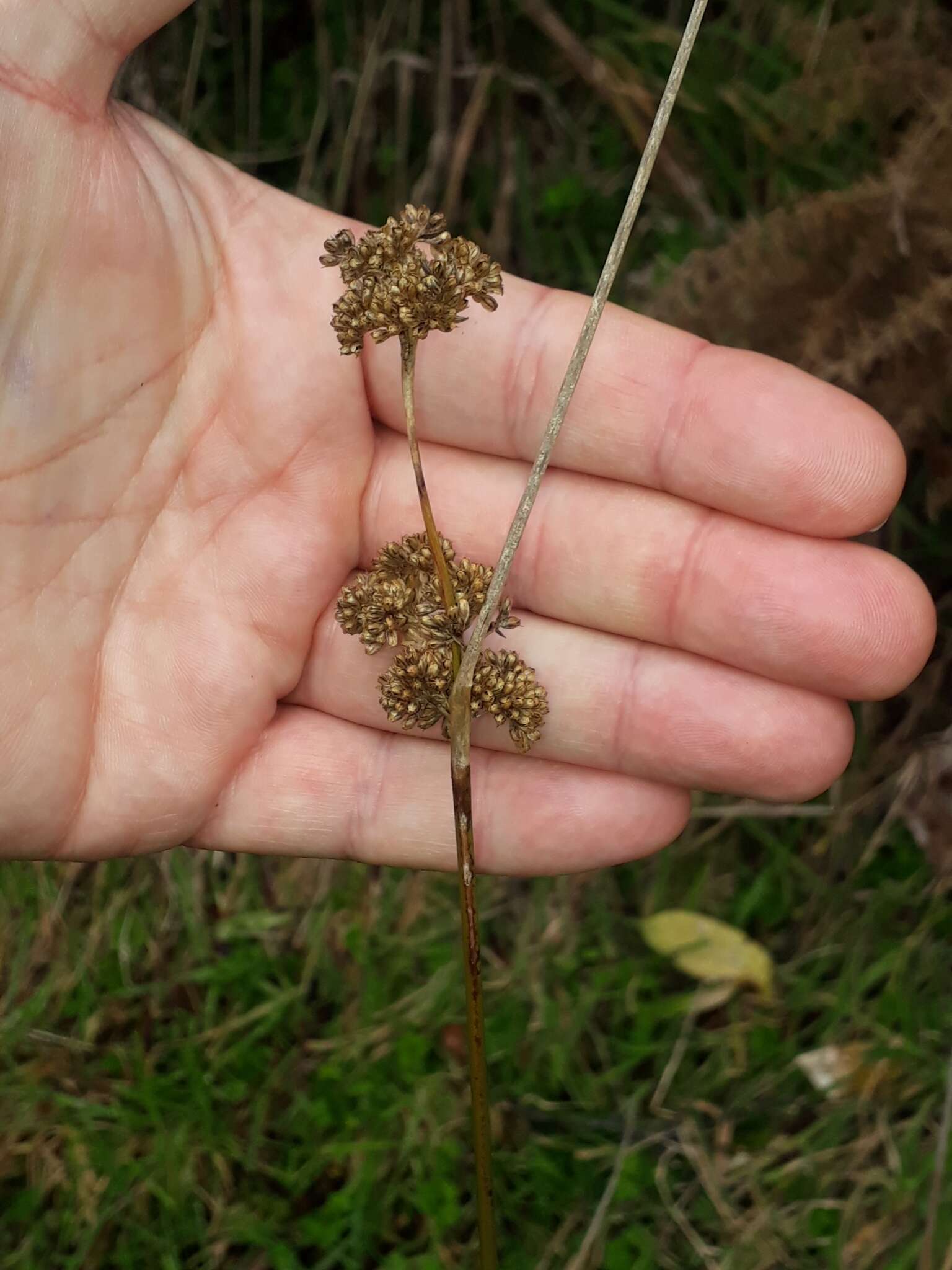 Image of Juncus australis J. D. Hook.