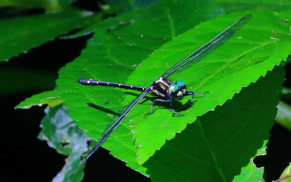 Image of Variable Tigertail