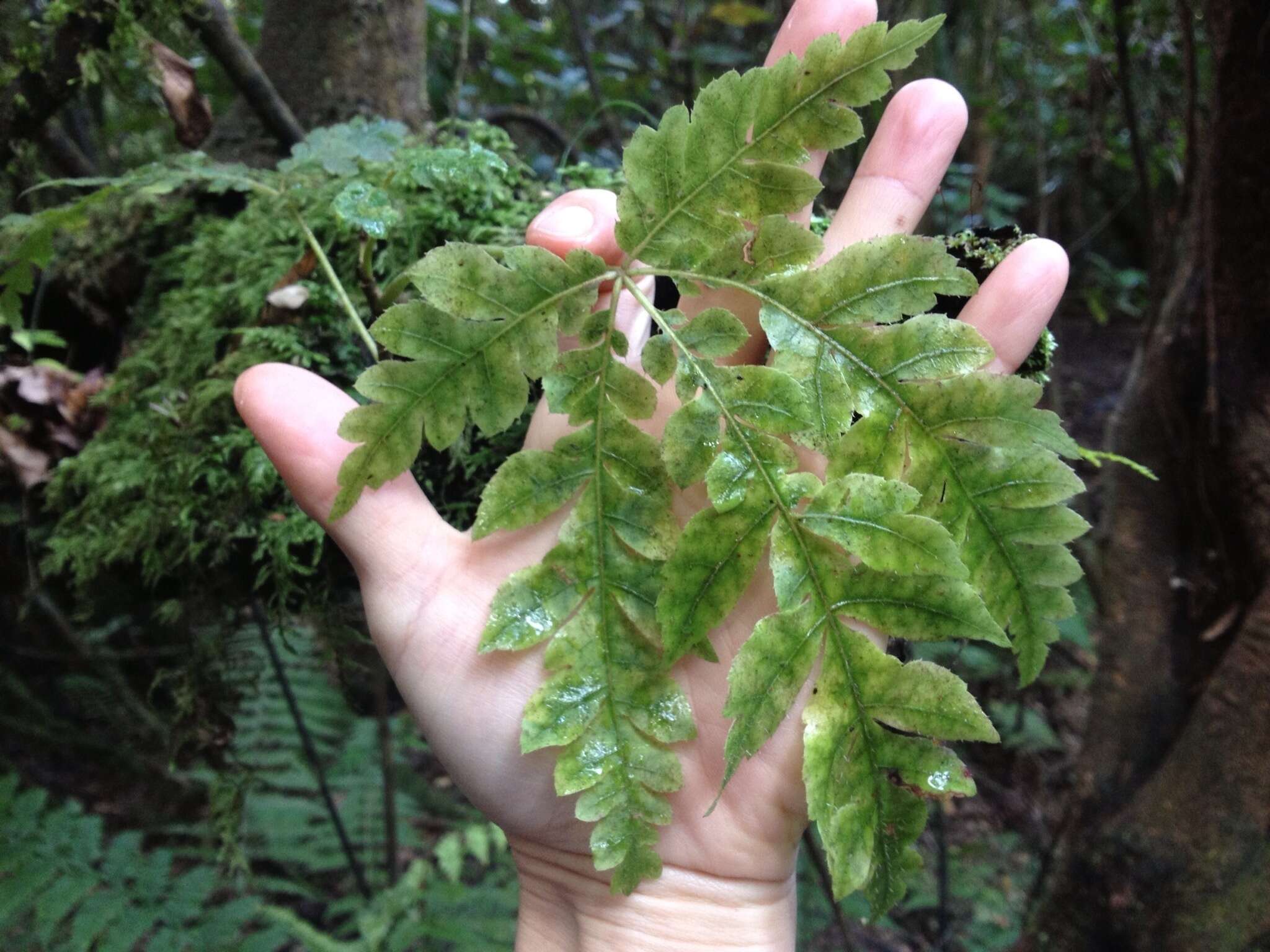 Imagem de Schefflera digitata J. R. Forst. & G. Forst.