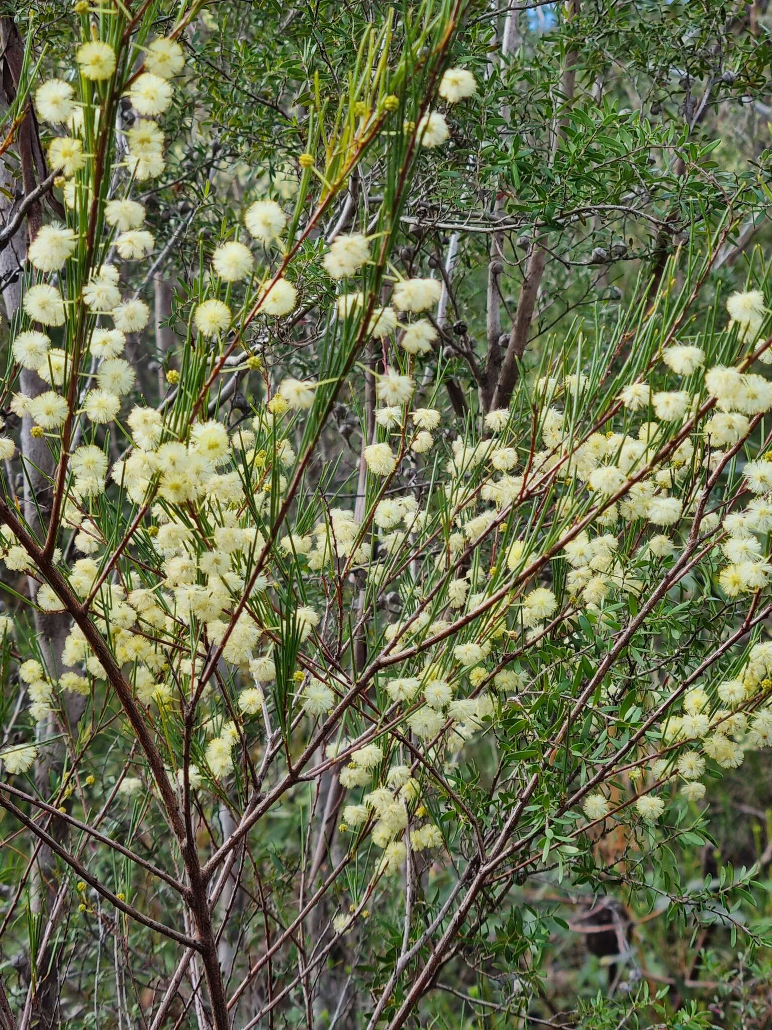 Imagem de Acacia quadrilateralis DC.