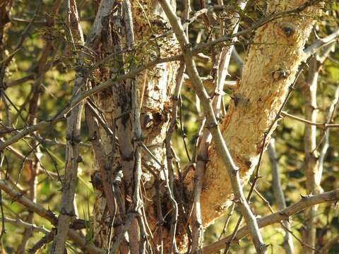 Image of catechu tree