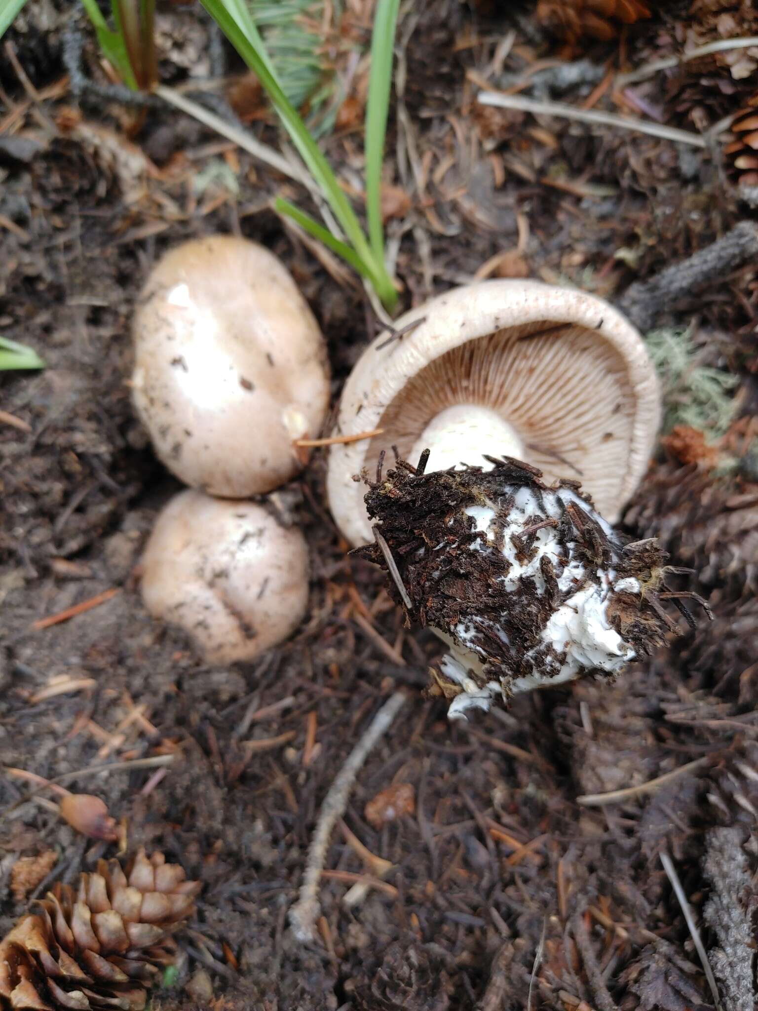 Image of Hebeloma albomarginatum Hesler 1977