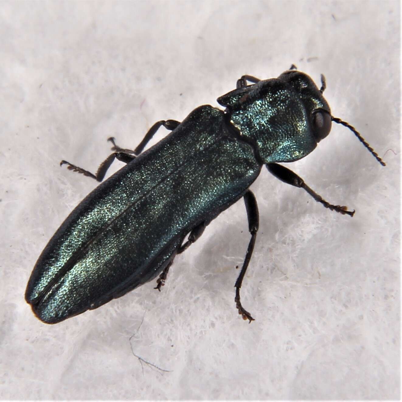 Image of Metallic wood-boring beetle