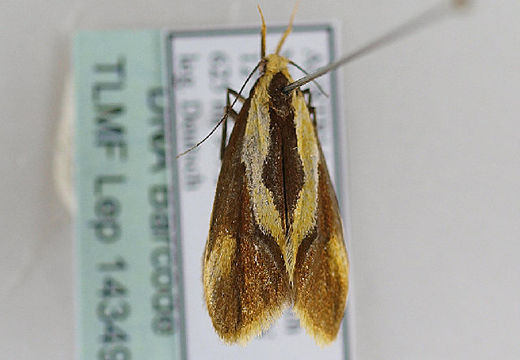 Image of <i>Harpella forficella</i> Scopoli 1763